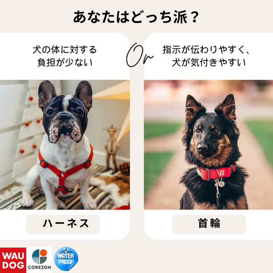 首輪、ハーネス　どっちがいいの？