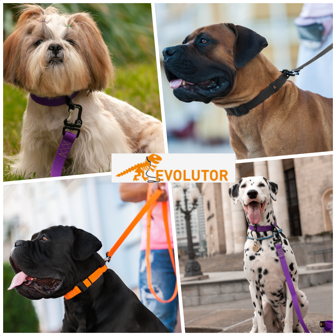 EVOLUTOR Collar（首輪）のご紹介