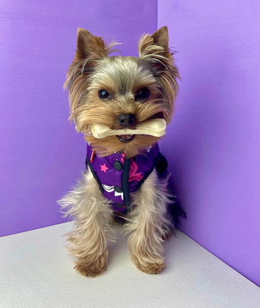 なぜワンちゃんは物を噛むのでしょうか？