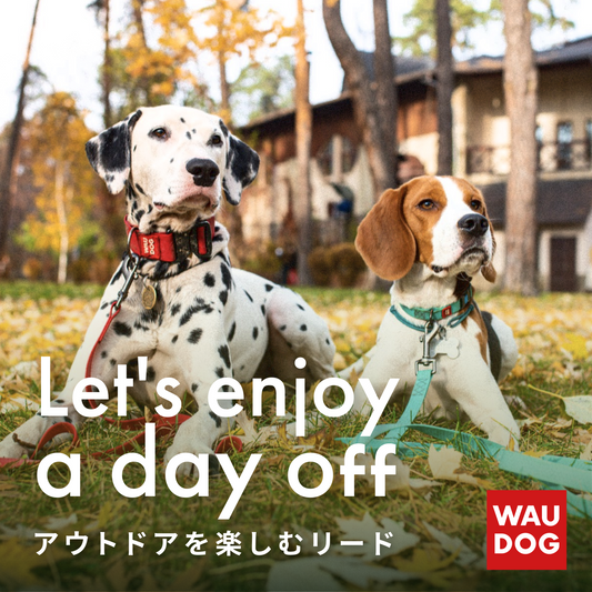 WAUDOG素材COLLARTex®に関しまして