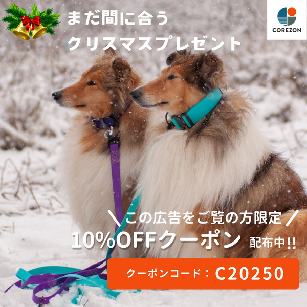 まだ間に合うクリスマスプレゼント🎁クーポン配信中🐶