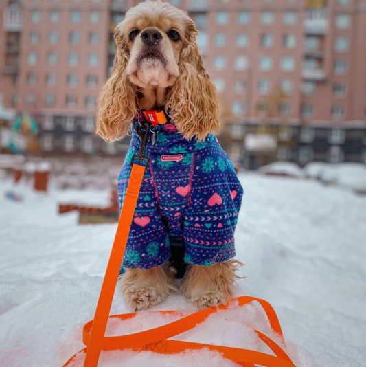 寒い季節のお散歩もここちよく