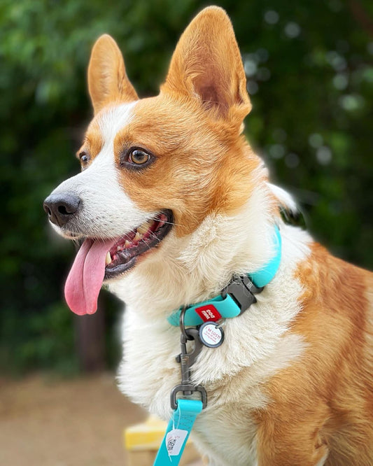 適切な首輪の選び方って？