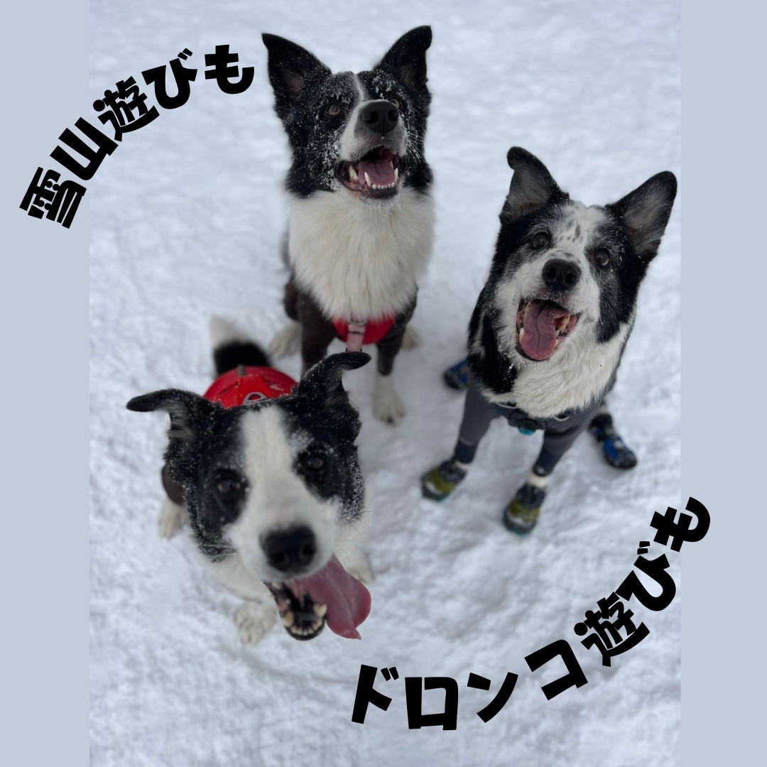 遊び心 大切に 🐶