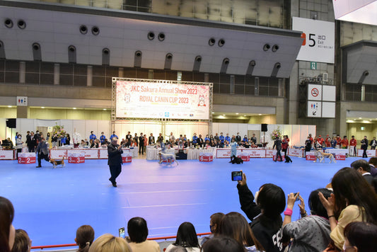 イベントのお知らせ：FCI東京 インターナショナルドッグショー