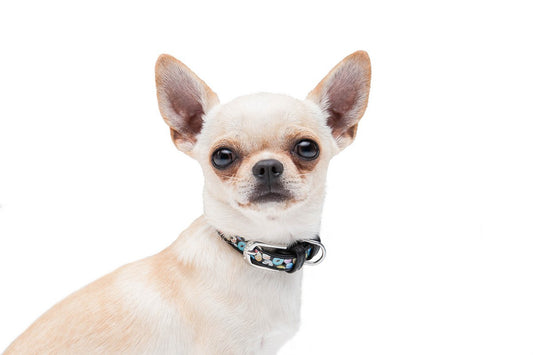 ブログ紹介：犬で最も一般的な病気