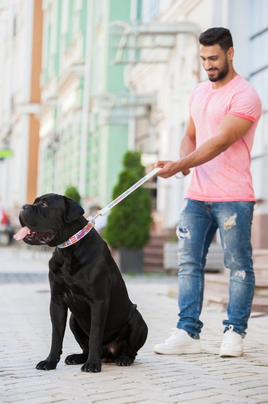 犬のトレーニングについて