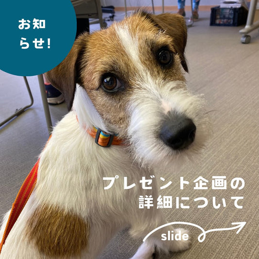 まもなくプレゼント応募締め切りです🎯