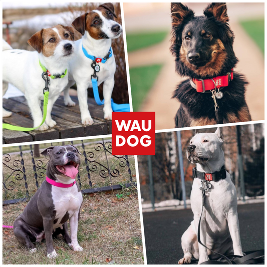 WAUDOG Waterproof Collar（首輪） のご紹介