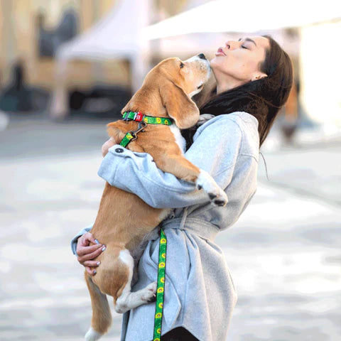 ブログ紹介：犬の信頼を得る方法２