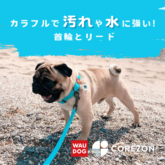 今週末お出かけください：Tujido Local Market🐶💕