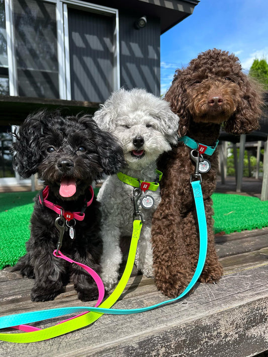 WAUDOG商品着用例