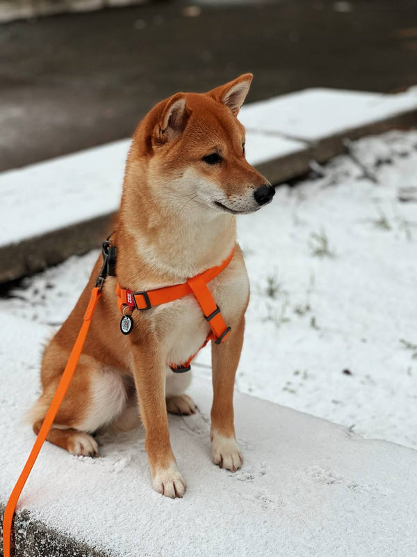 冬の犬の散歩はどうすればいいですか？