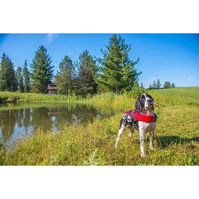 人も犬も季節の変わり目には要注意！