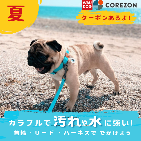 夏❗️10％OFFクーポン配信中🐶