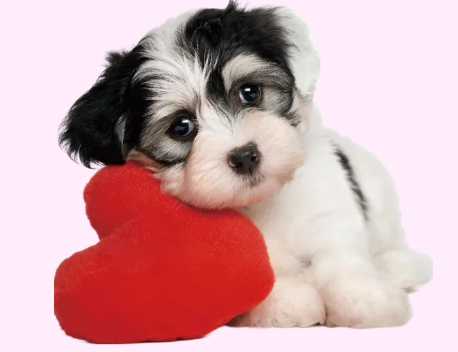 イベントのお知らせ：血液検査で発見できる伴侶動物の新たながん検診戦略