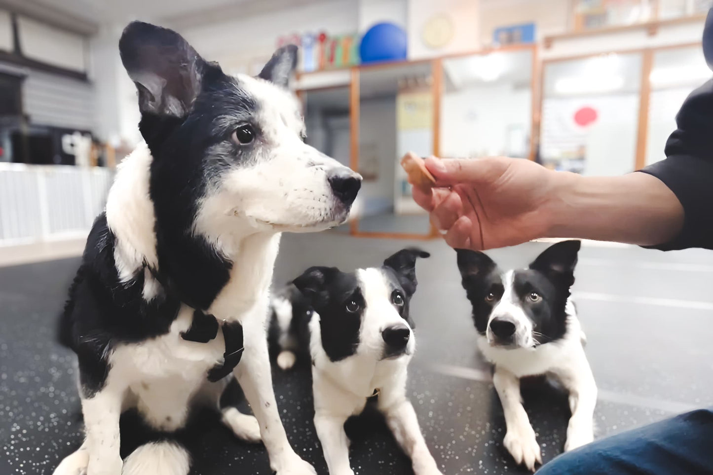 【期間限定送料無料】ごほうびおやつ 匠 3個セット