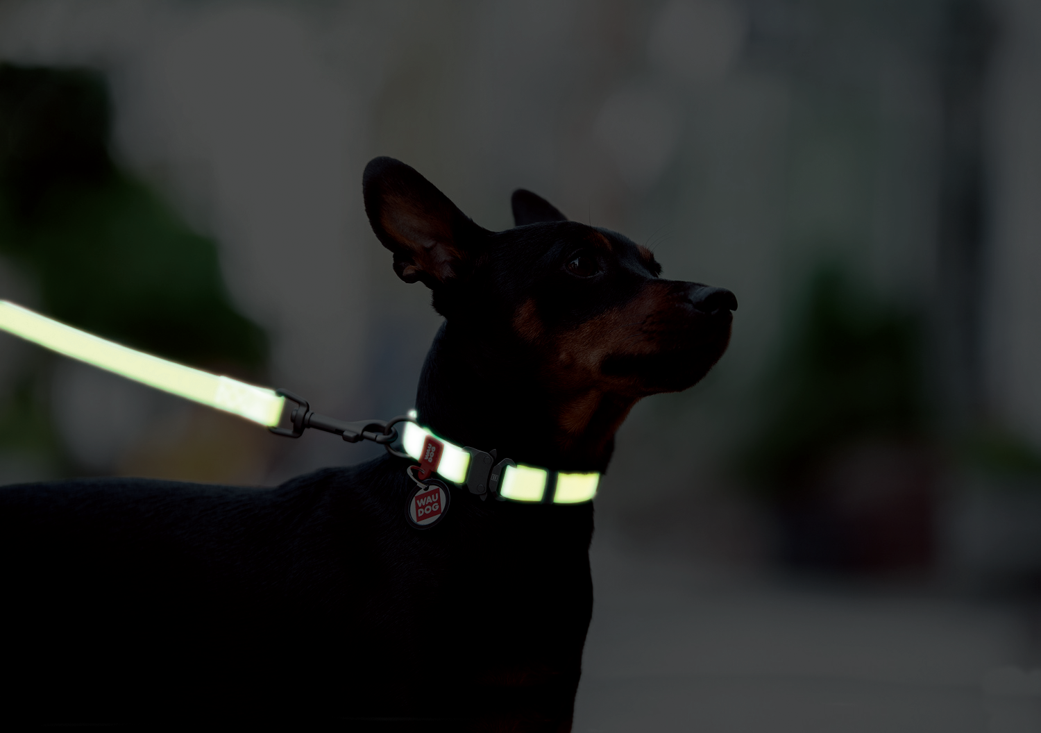 WAUDOG  Waterproof  LUMI Series Collar / 首輪