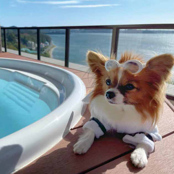 【THE SCENE hamanako 宿泊者様用】浜名湖DOG SUP(ドッグサップ )体験ツアー　愛犬とのペア参加チケット