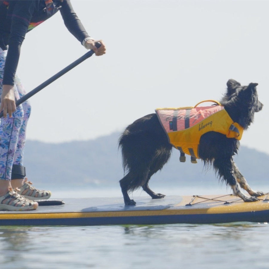 浜名湖DOG SUP(ドッグサップ )体験ツアー 愛犬とのペア参加チケット – COREZON